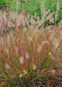 Pennisetum alopecuroides 'Burgundy Bunny'